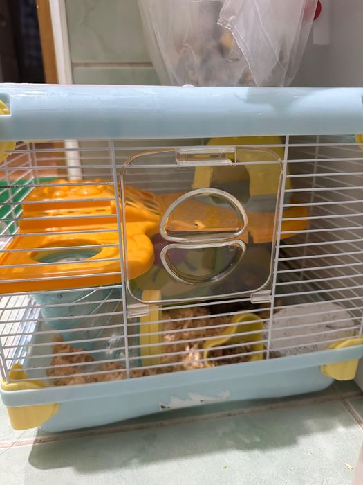 Хомяк джунгарский