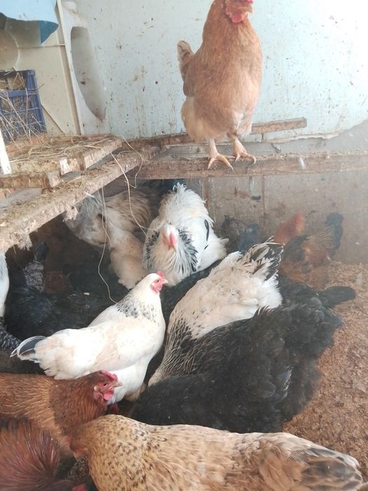 Продам домашних цыплят