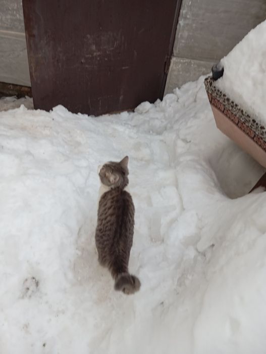 Отдам котенка милый