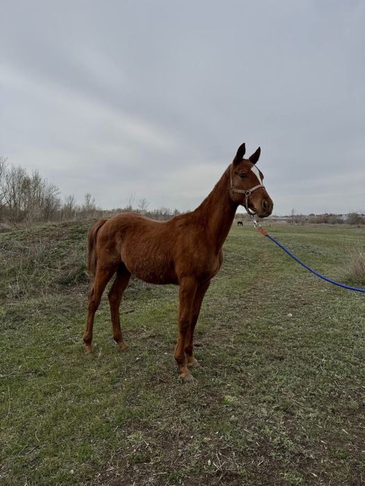 Лошадь английской породы
