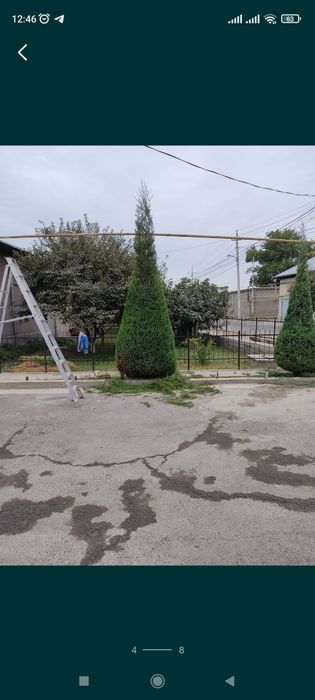 Archa kesish uborka ekish