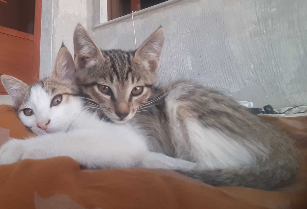 2 ойлик мушукчалар