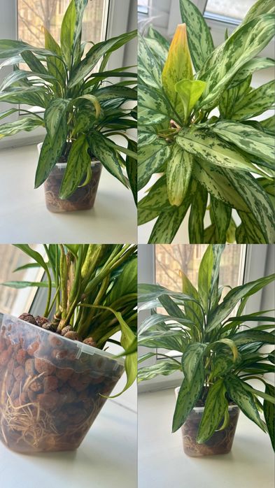 Продам цветы срочно