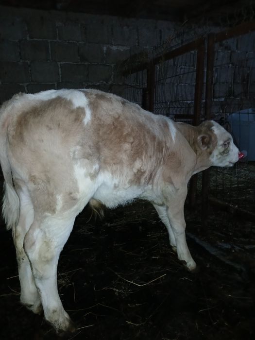 Vând tauras baltata romaneasca