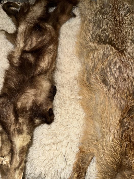 Кожи от лисица и белка