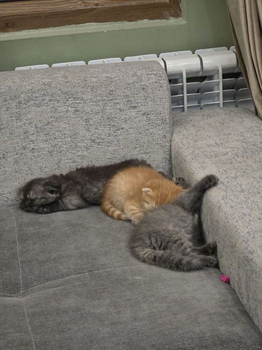 Продаются котенки