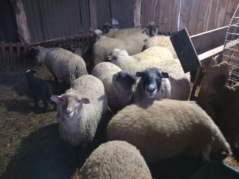 Vînd oi metiș sulfoc