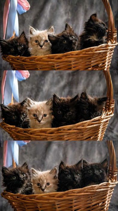 Отдам Котят в добрые руки