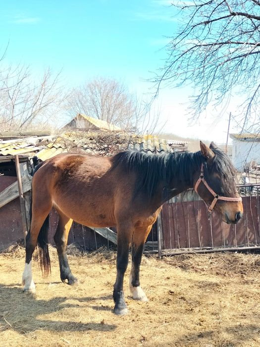 Продам жеребца и кобылу