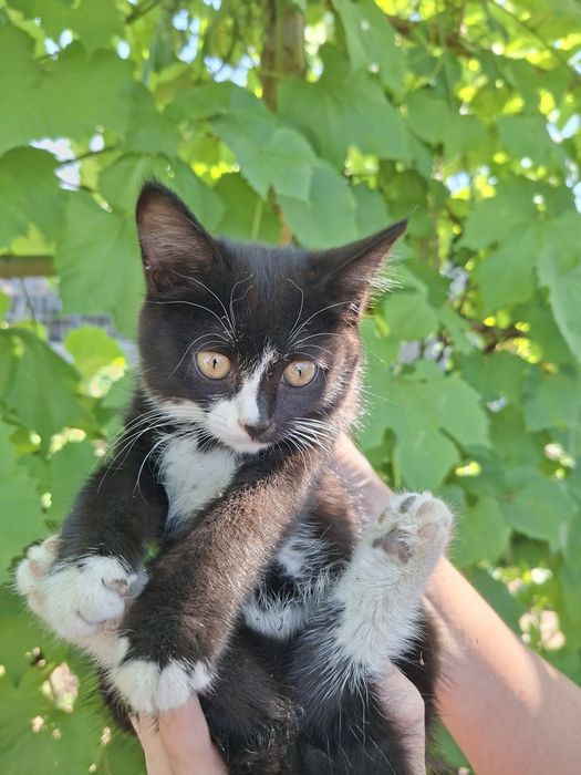 Отдам котенка девочка