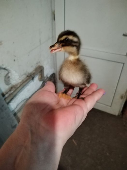 Vând puiuți de rata