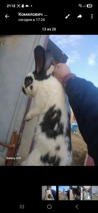 Срикач куён боласи 8та сотилади