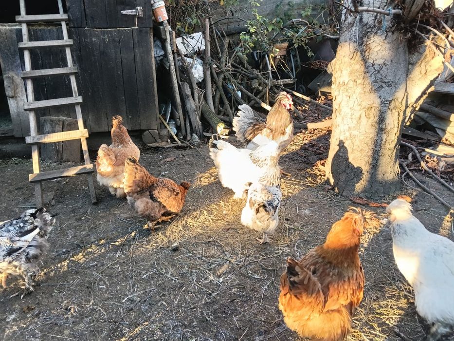 Oua pentru incubat motate barboase si frezate