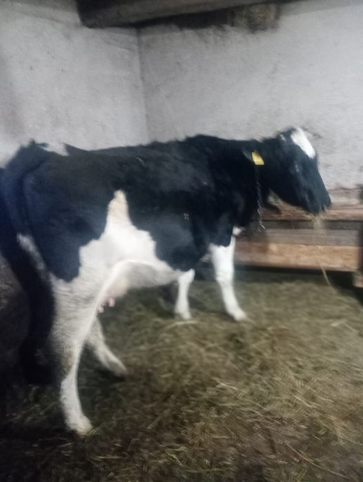 Vând vacă bună de lapte