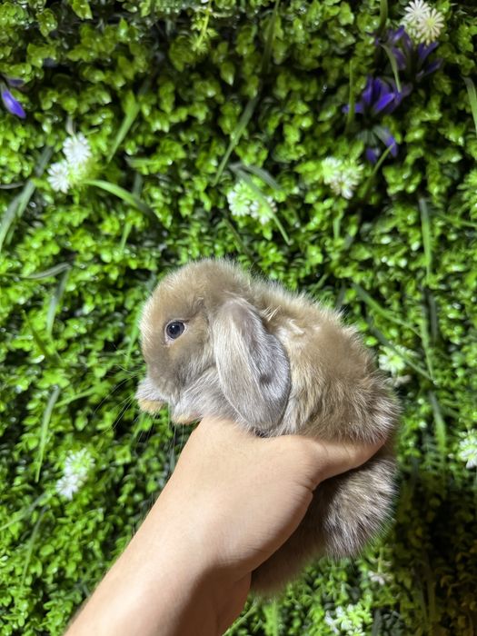 карликове кролики