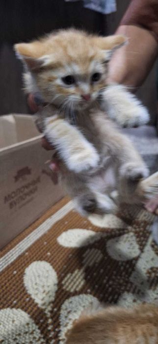 Продам   котят 4