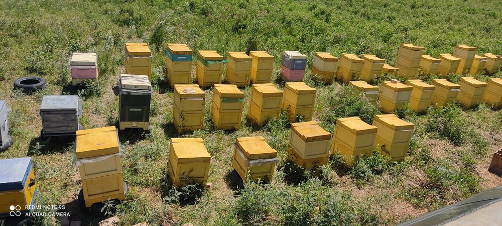 Мед степной свежий