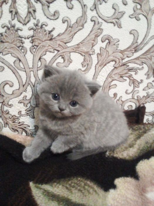 Катяти шотландские веслоуха фолд.