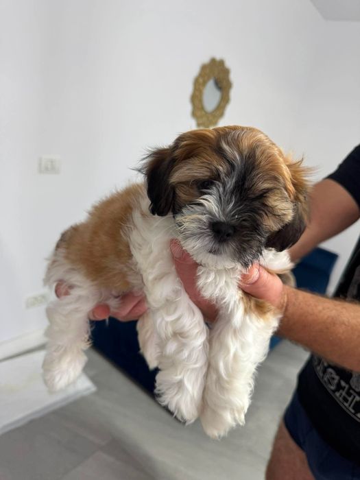 Shih-tzu,fetita,model deosebit, vaccinata și deparazitația la zi !