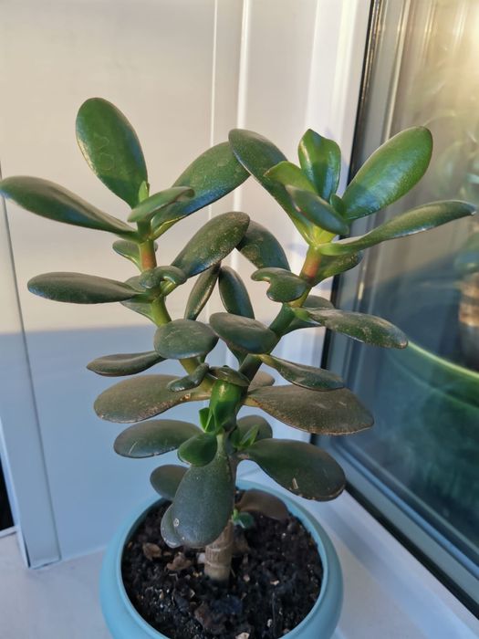 Растение Денежного дерева