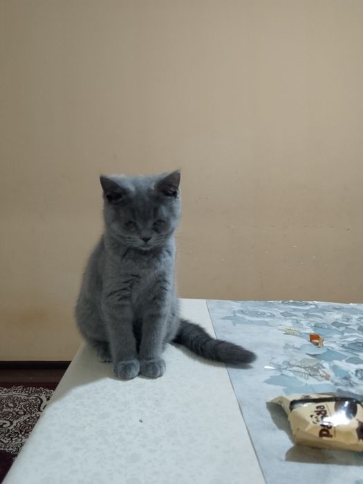 Zotdor mushukcha sotiladi