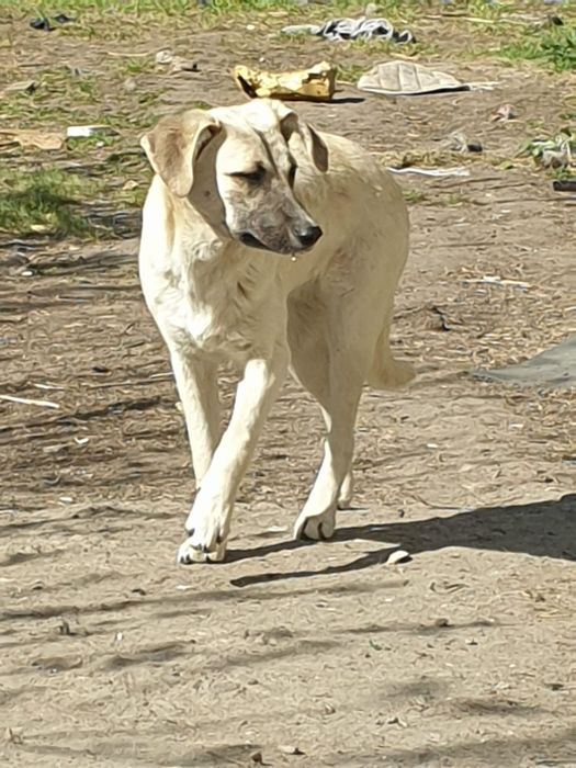 Щенки в надёжные руки