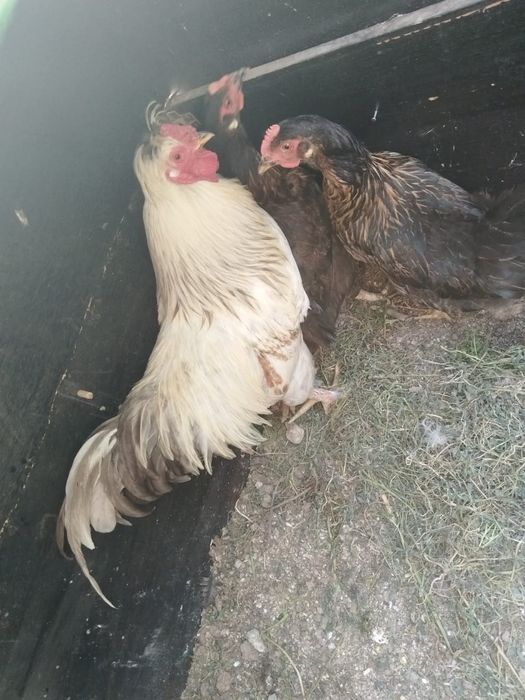 Куры несушки , продам