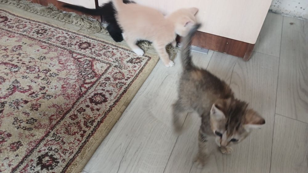 Отдам котенка 1 месяц