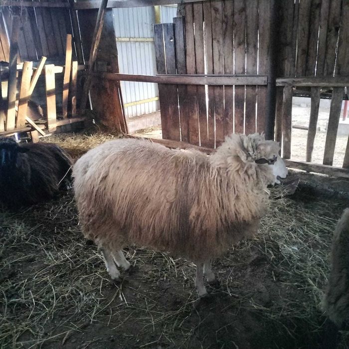 Vând un berbec, o mia și o oaie  cu doi   miei