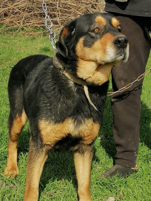 Собачки в добрые руки!