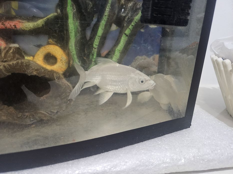 Koyo baliqlar bir juft sotiladi