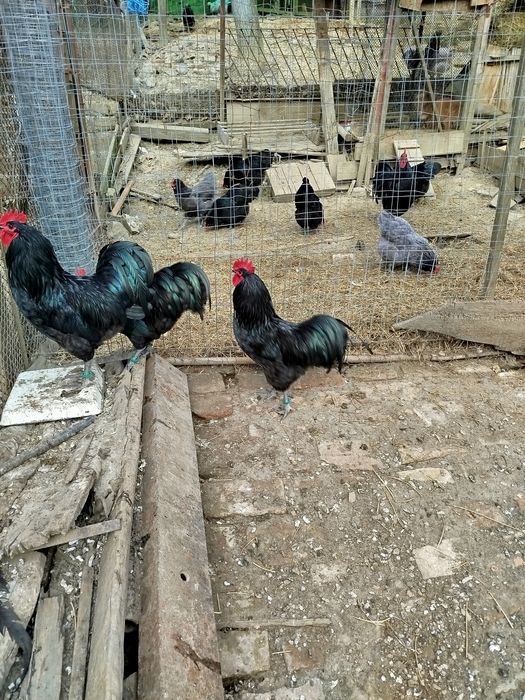 Oferta găini australorp