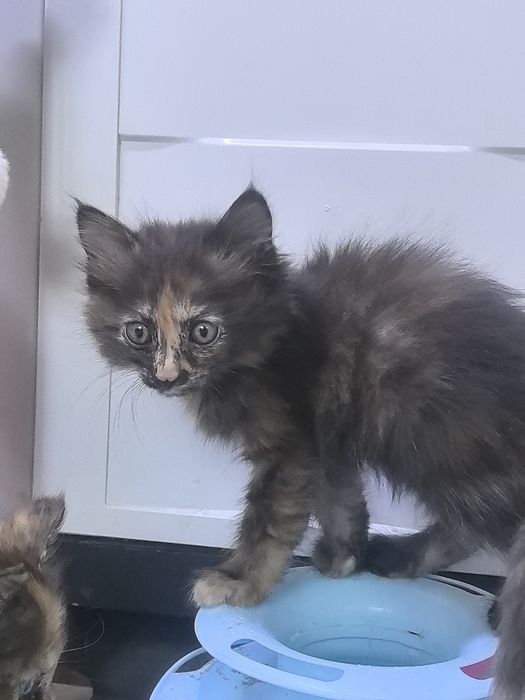 Котята близняшки колико