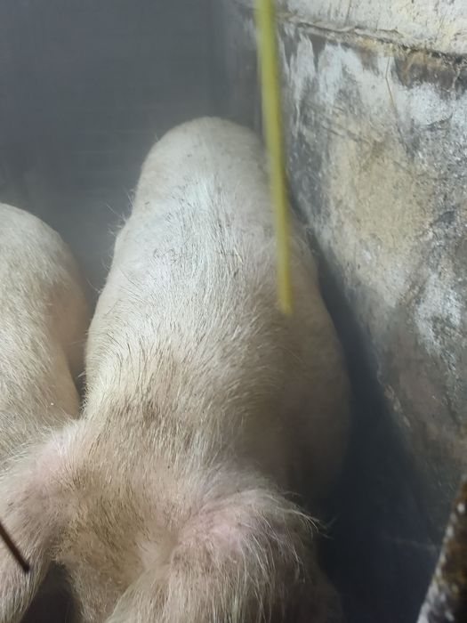 Кабан производитель