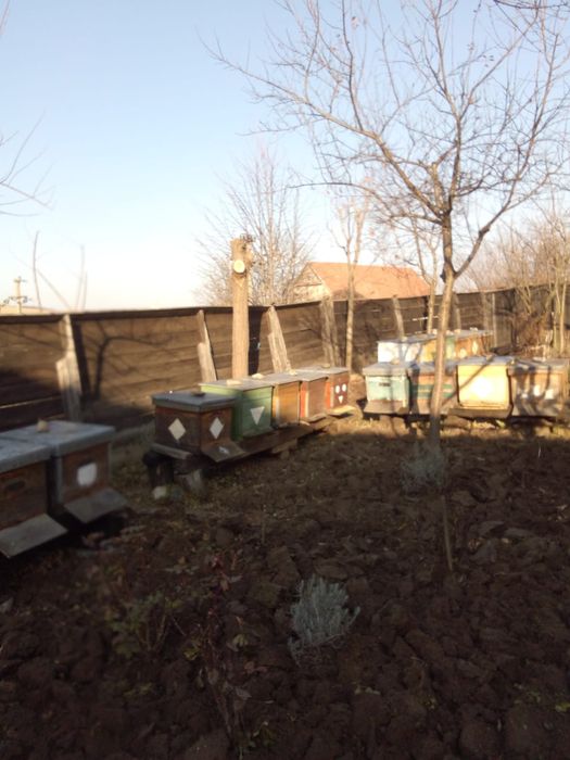 Vând familii de albine, Sibiu