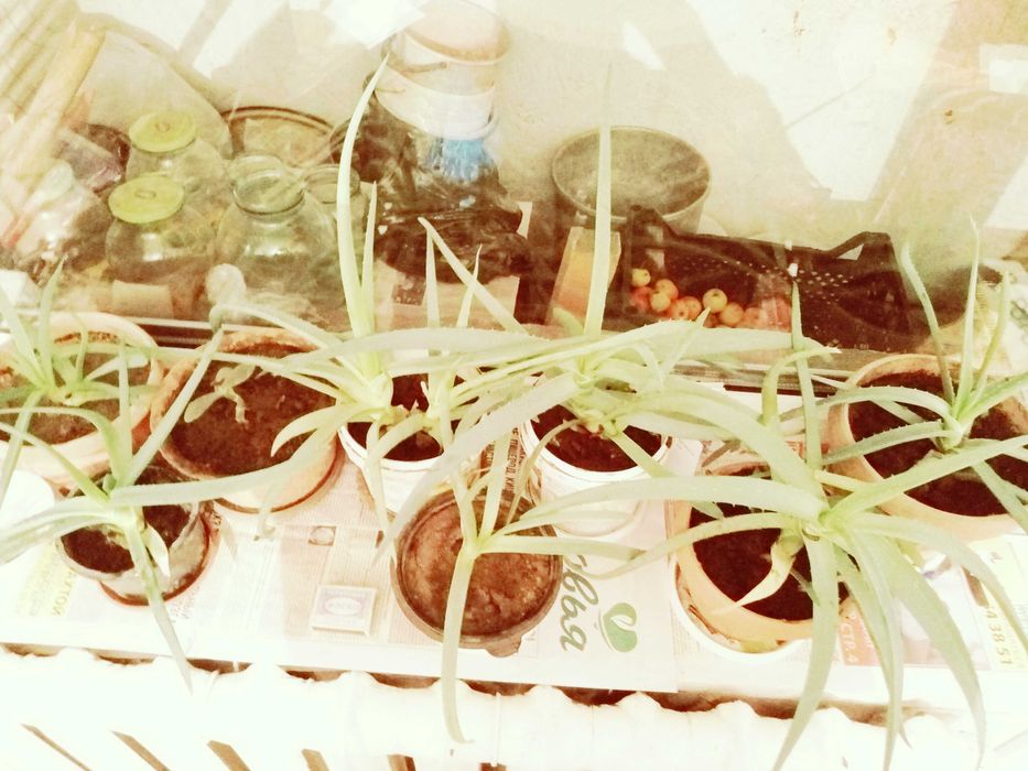 Продам алоэ многолетние