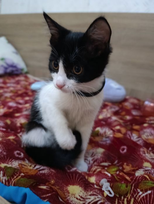 Срочно кошечка Жасмин