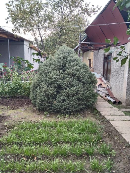 Продам ёлку живую