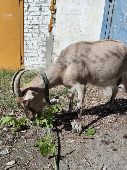 Продам дойную козу