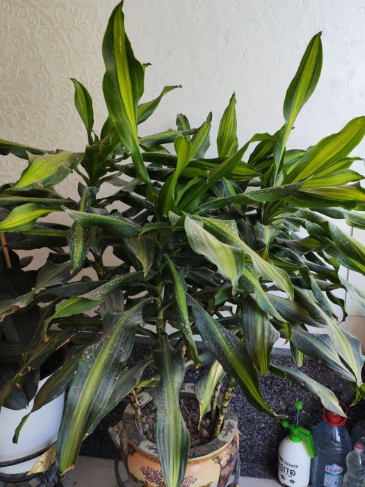 Gullar sotiladi. Hammasi sog’lom.