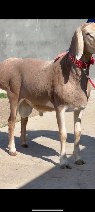 Кочкор кой Qochqor qoy