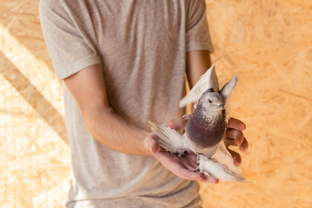 Голуби молодежь игровые гребуны