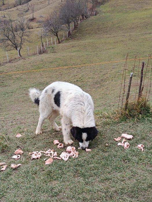 Mascul CRB DE 6 LUNI