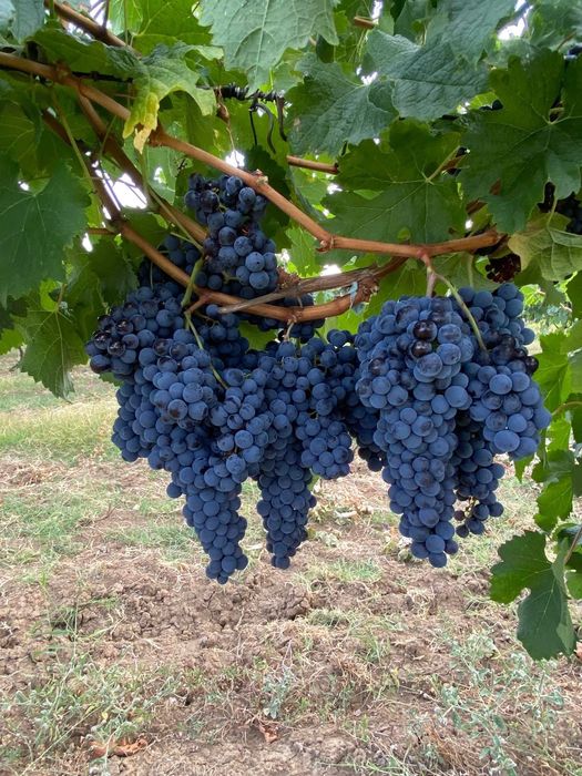 Продавам грозде Мерло,Памид и Брестовица