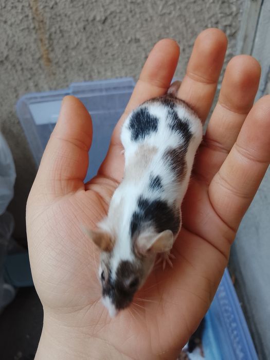 В продаже дикаративные мышки