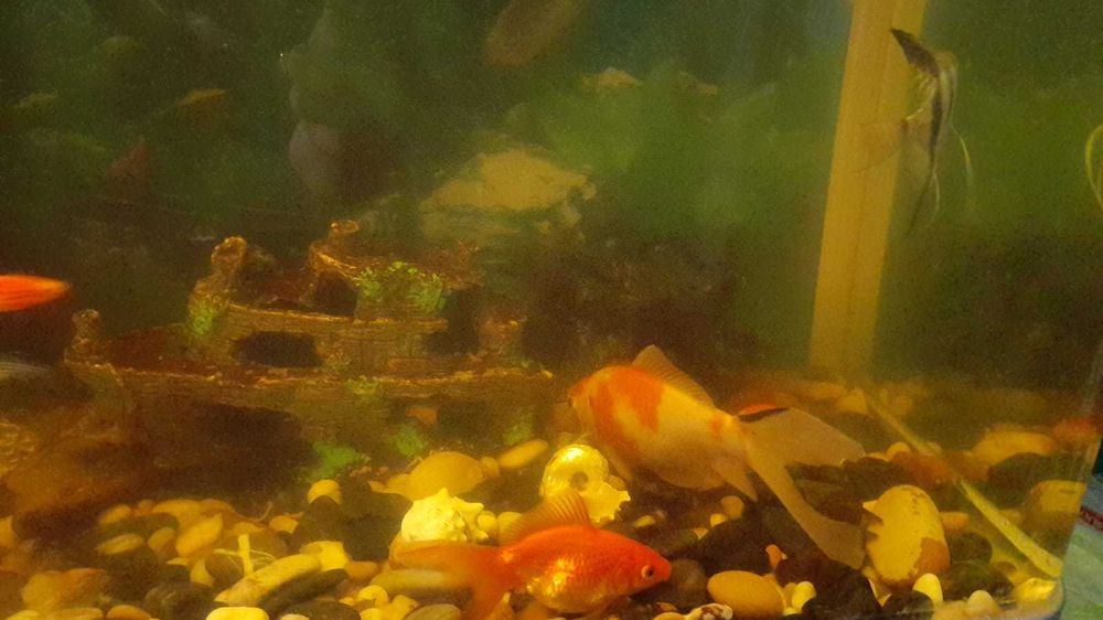 Аквариум домашний