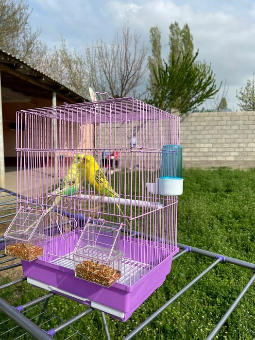 Продам пара попугай с клеткой