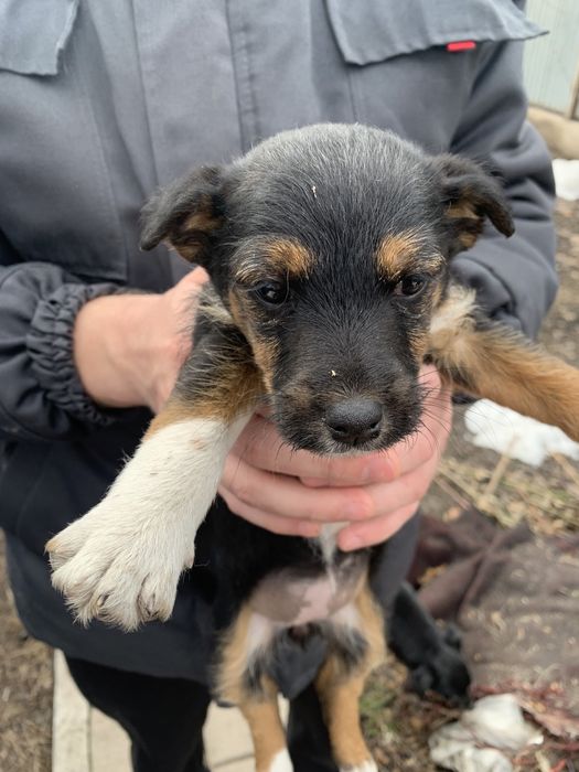 Щенки фокстерьера помесь