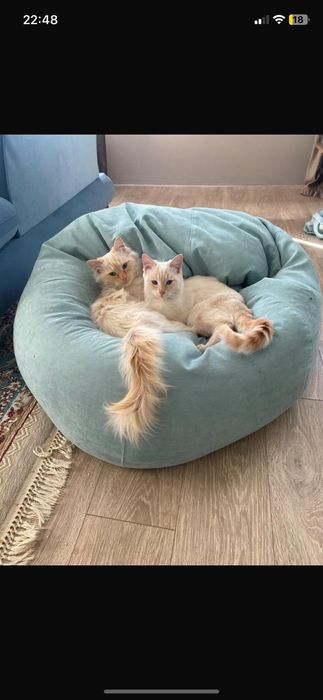 Пропали два кота