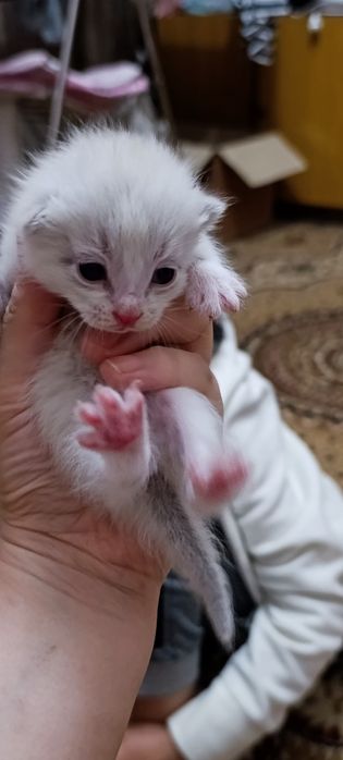 Котята бесплатно 1 месяц